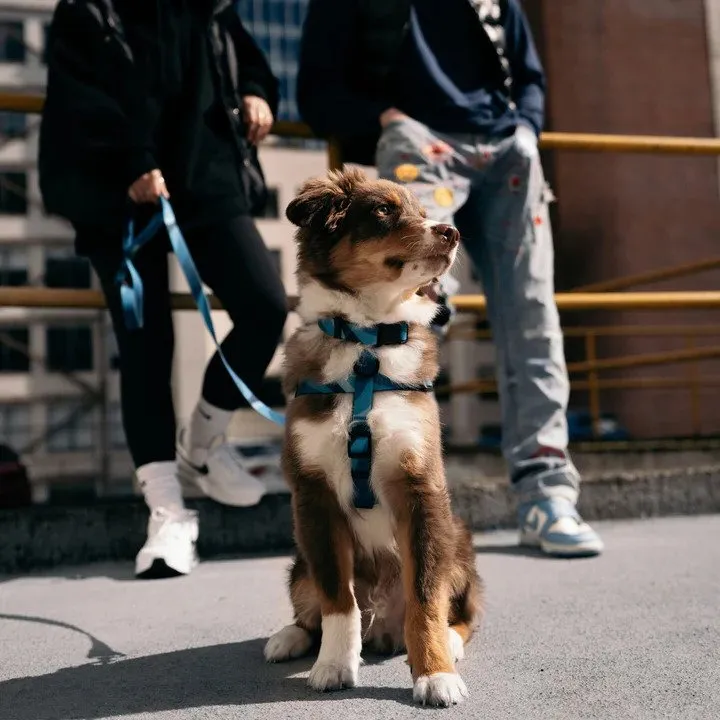 Aqua Waterproof Dog Harness