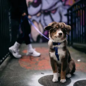 Aqua Waterproof Dog Harness